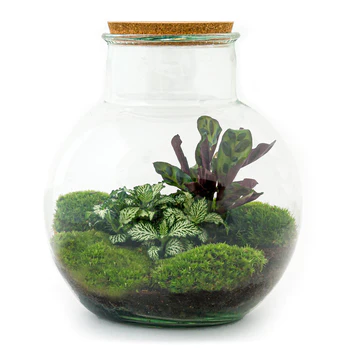 Entdecken Sie die magische Welt der Pflanzen in Glas: eine komplette Anleitung!